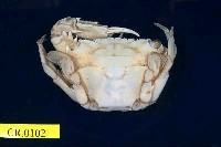 藏品(底棲短槳蟹)的圖片